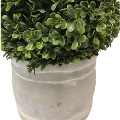 European Boxwood in Whitewashed Grey Ceramic Pot 28"